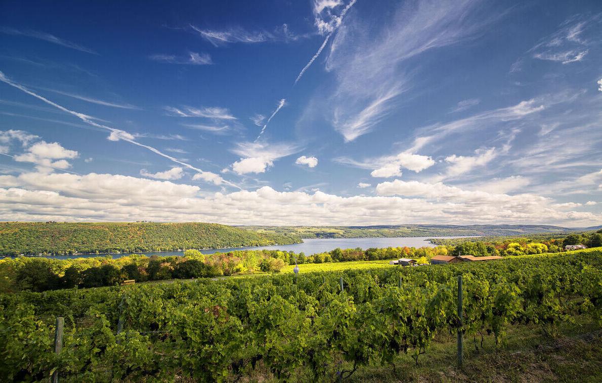 Seneca lake and vineyard